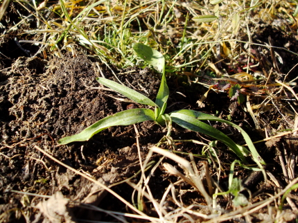 Rosette di Ophrys ed Anacamptis in novembre!